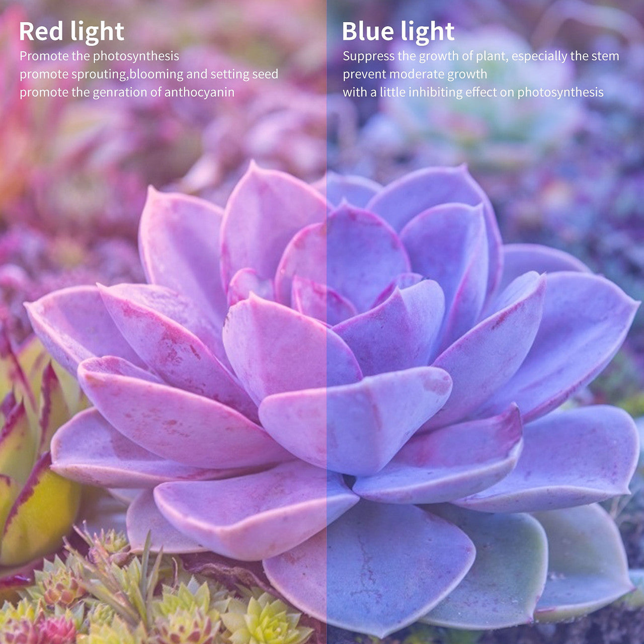 LED Grow Light, Full Spectrum E26 27 LEDs Grow Light Bulbs for Indoor Plants Greenhouse, 2Pcs