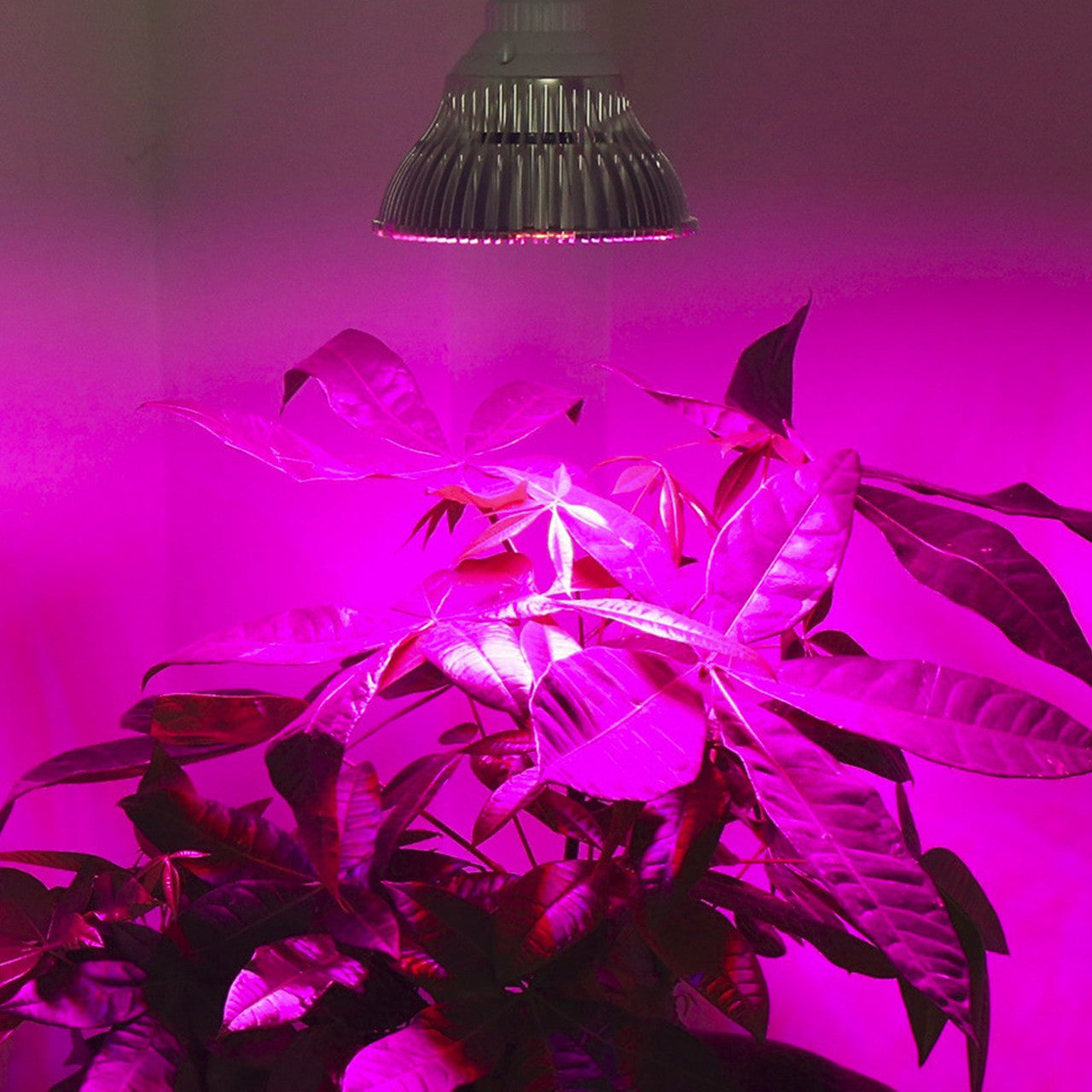 LED Grow Light, Full Spectrum E26 27 LEDs Grow Light Bulbs for Indoor Plants Greenhouse, 2Pcs
